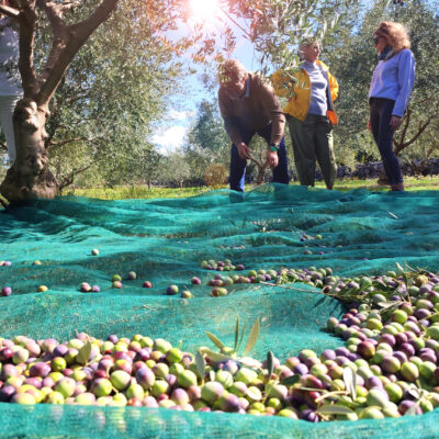 Olive touch program 2025
