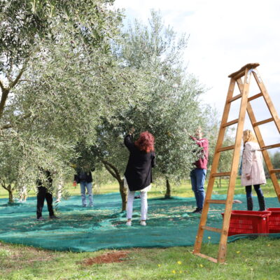 Olive touch program 2025