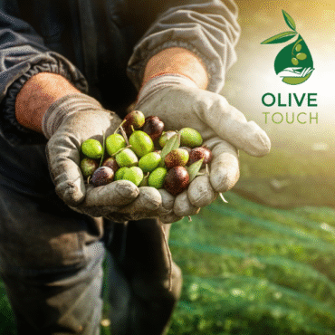 Olive touch program 2025